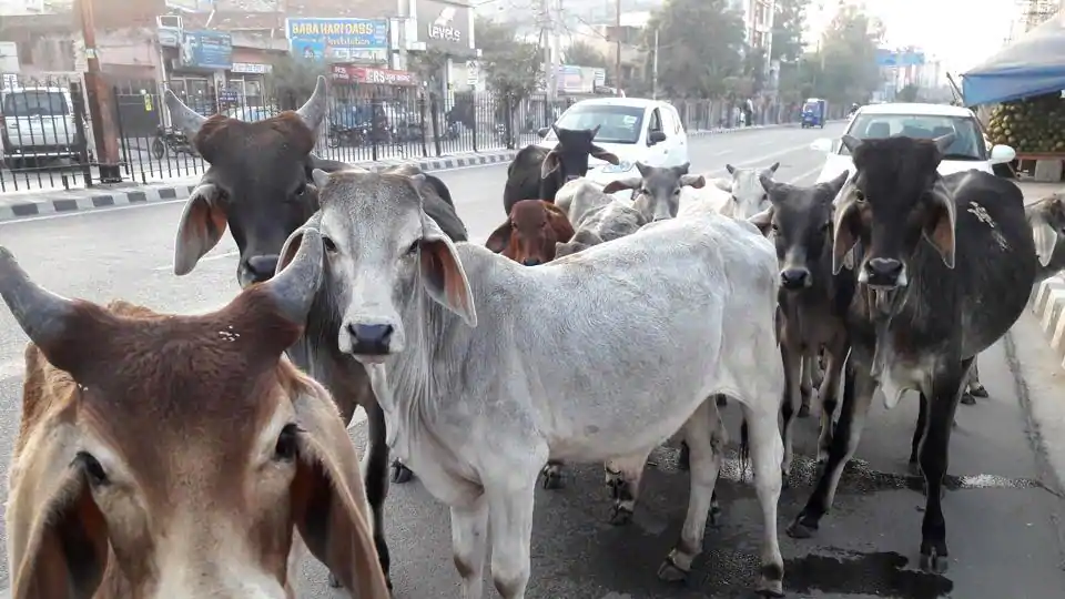 दिनभर चिल्लाती हैं, रात भर लड़ती हैं और लड़ कर मर जाती हैं कन्नौज गौशाला की गायें - एसडीएम गौरव शुक्ला डाल रहे हकीकत पर पर्दा