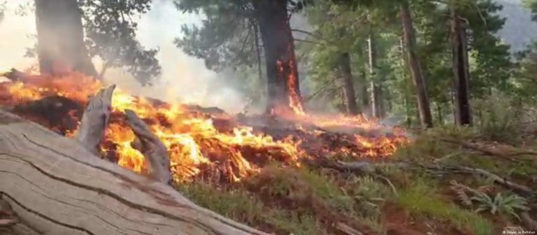 Forest fire destroyed over 60 acres in Afghanistan’s Nuristan
