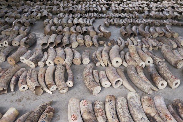 Zimbabwe leader blasts conservation watchdog over ivory trade