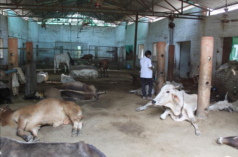 ताज नगरी में नहीं थम रहा गायों के मरने का सिलसिला, अधिकारी और प्रशासन जांच में जुटे