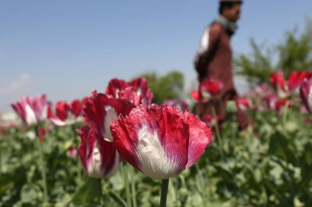 Afghanistan's Poppy ban could cost thousands of lives in Europe - Spanish Media