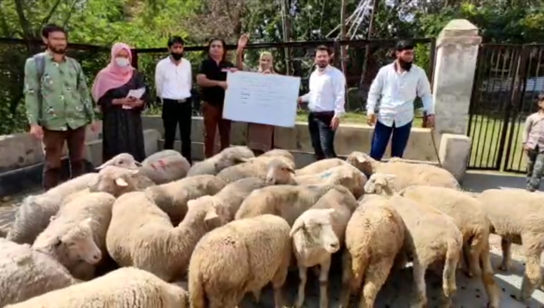 Distributed 25 units of sheep on 50% subsidy by Di