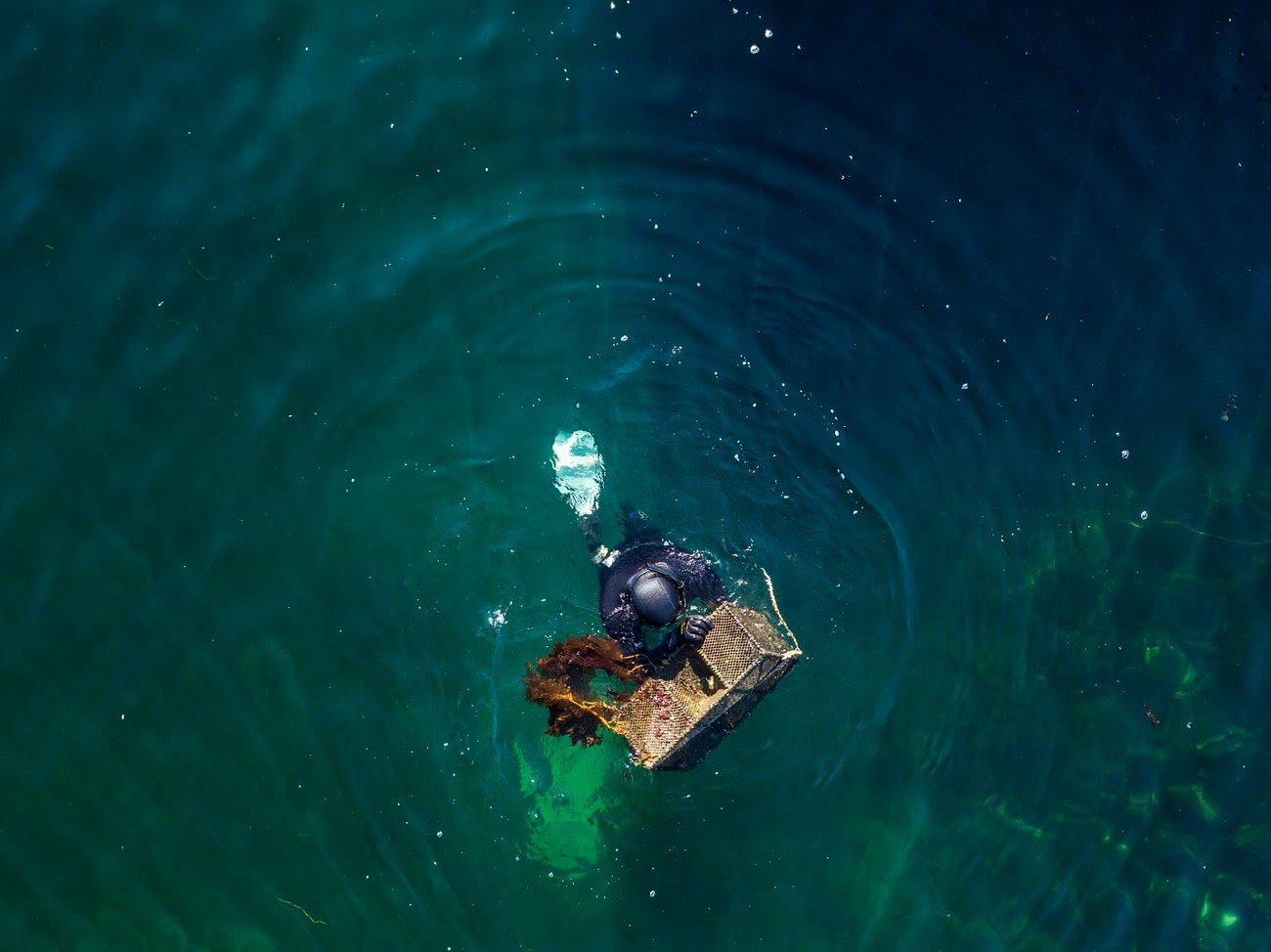 It's In Our Nature -  Norwegian Rowing Community Leads Marine Restoration Efforts through the Healthy Waters Alliance